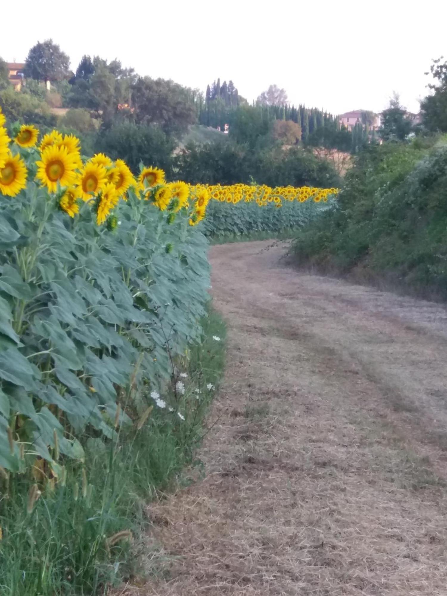 Podere Gian Battaglia Fucecchio Exteriér fotografie